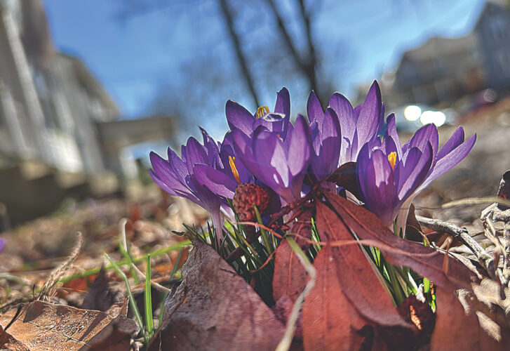 Springing up